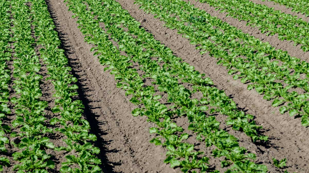 an image of fields of plants getting nutrition from the sun