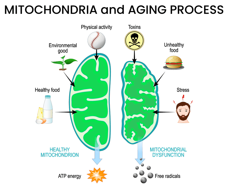 mitochondria and the aging process