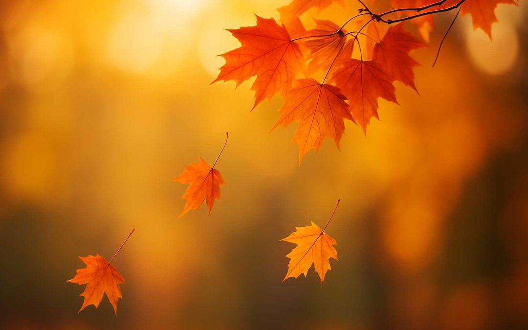 Let Go to Grow: 10 Transformational Steps to Embrace Change and Thrive