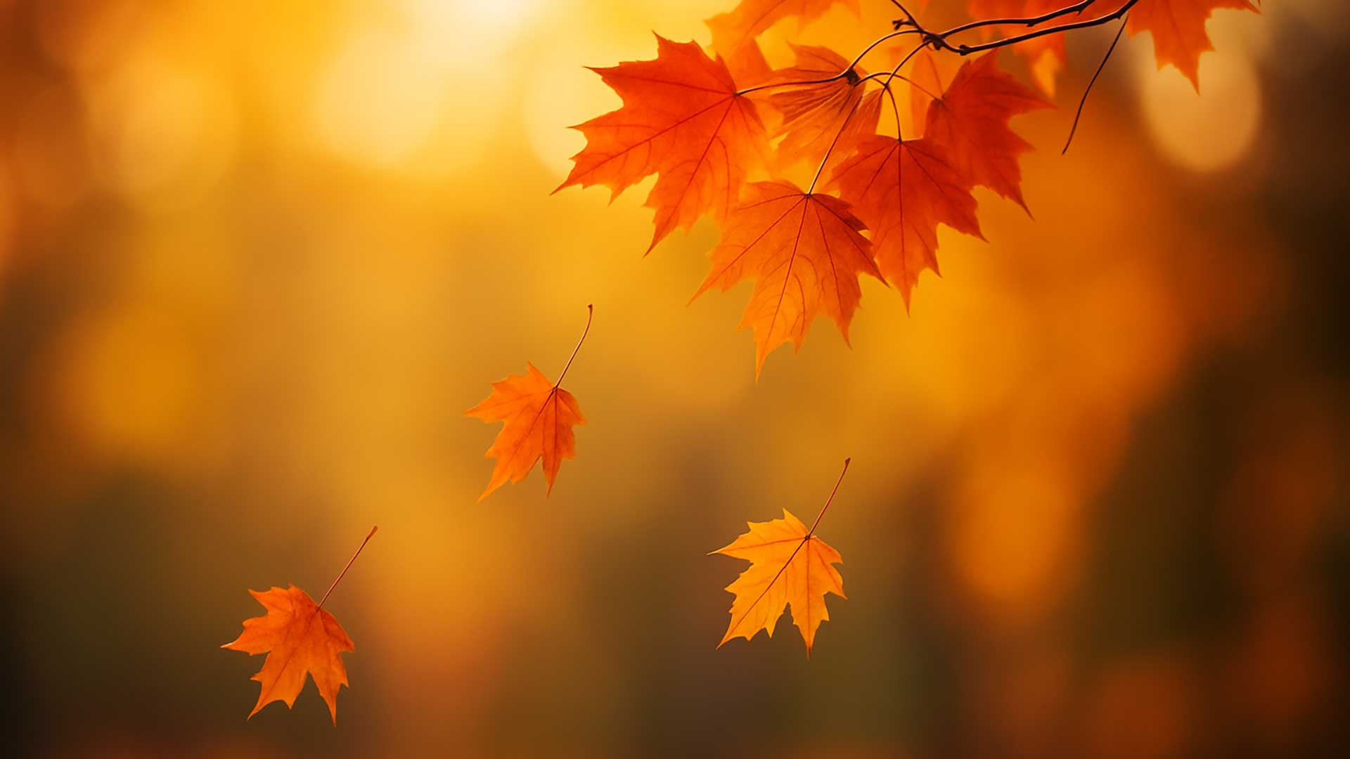 let-go-to-grow-nature-symbol A close-up of autumn leaves falling gently from a tree branch in slow motion, with warm sunlight filtering through. The background is softly blurred, creating a sense of quiet transformation and natural surrender.